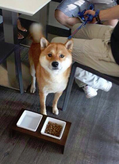 akita2
