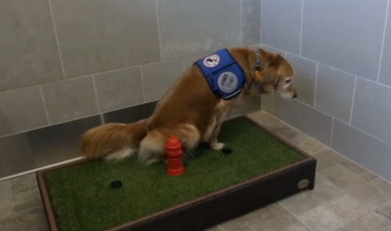 cane2