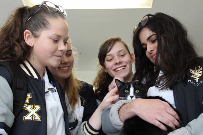 gatto2