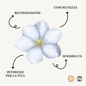 Clematis: dal sogno alla realtà