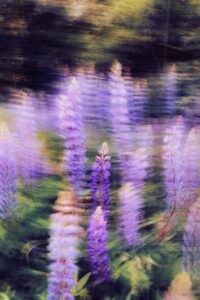 giallo viola